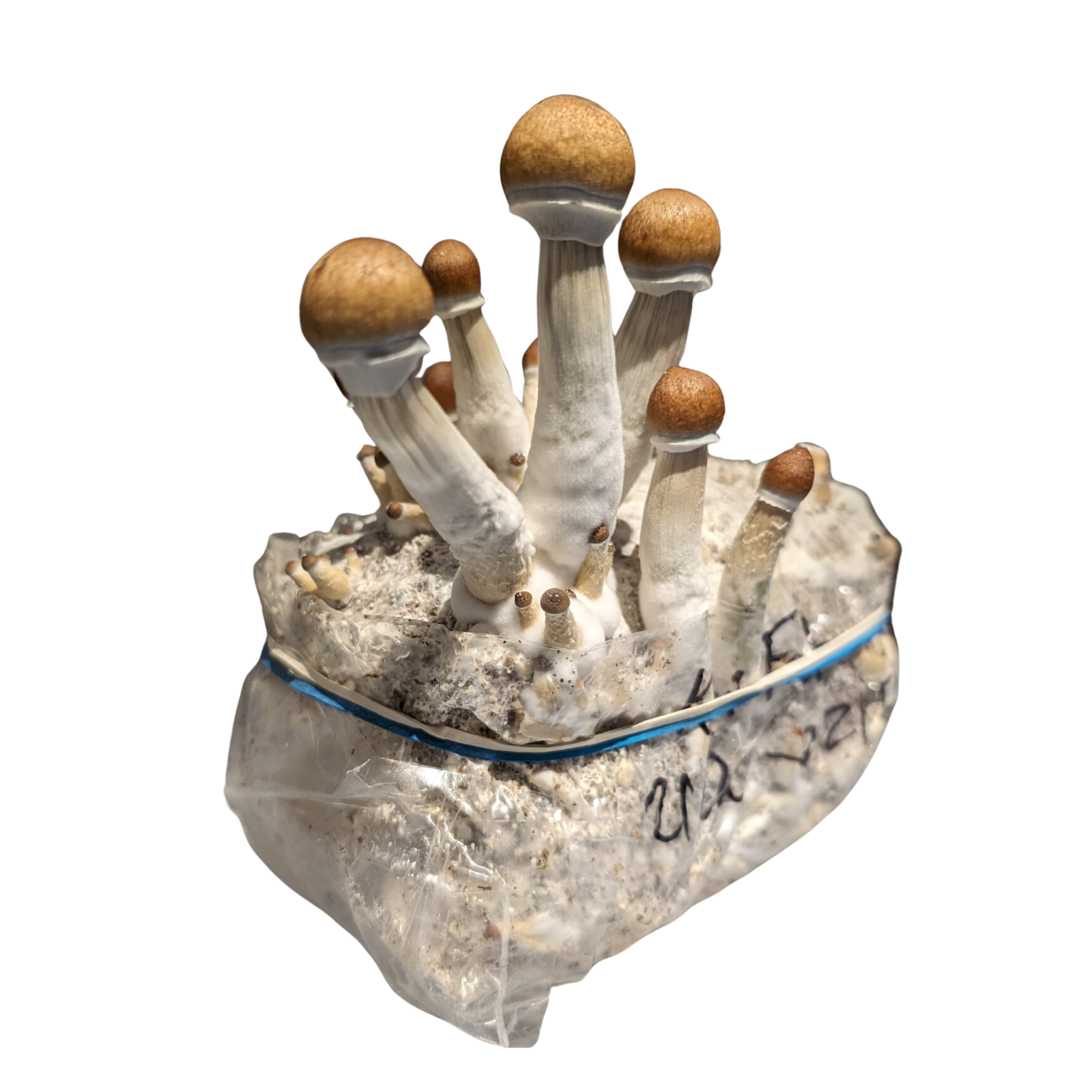 Magic-Mushroom-Grow-Kit-UK-Golden-Teacher-Cube-Shroom-Cubensis-Substrate