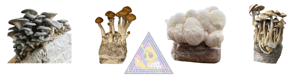 Types Of Mushrooms You Can Grow With Fat Fungi Grow Kit Bag Rye CVG UK Injection Port Lions Mane Shitake Oyster Cubensis Golden Teacher