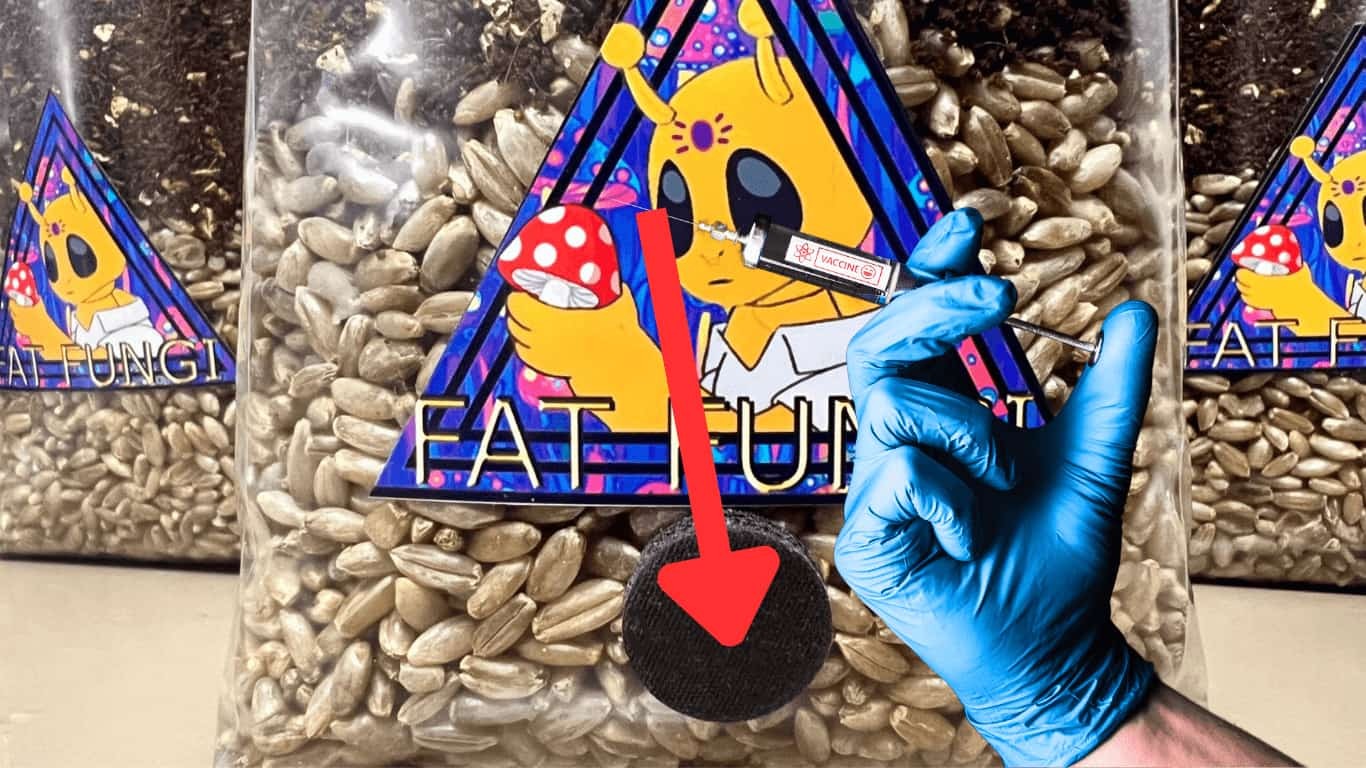 fat-fungi-spore-syringe-grow-your-own-medicinal-mushrooms-at-home-easy-all-in-one-inject-and-forget-shroom-magic-injection-port-rye-cvg-coir-verm-gypsum.png