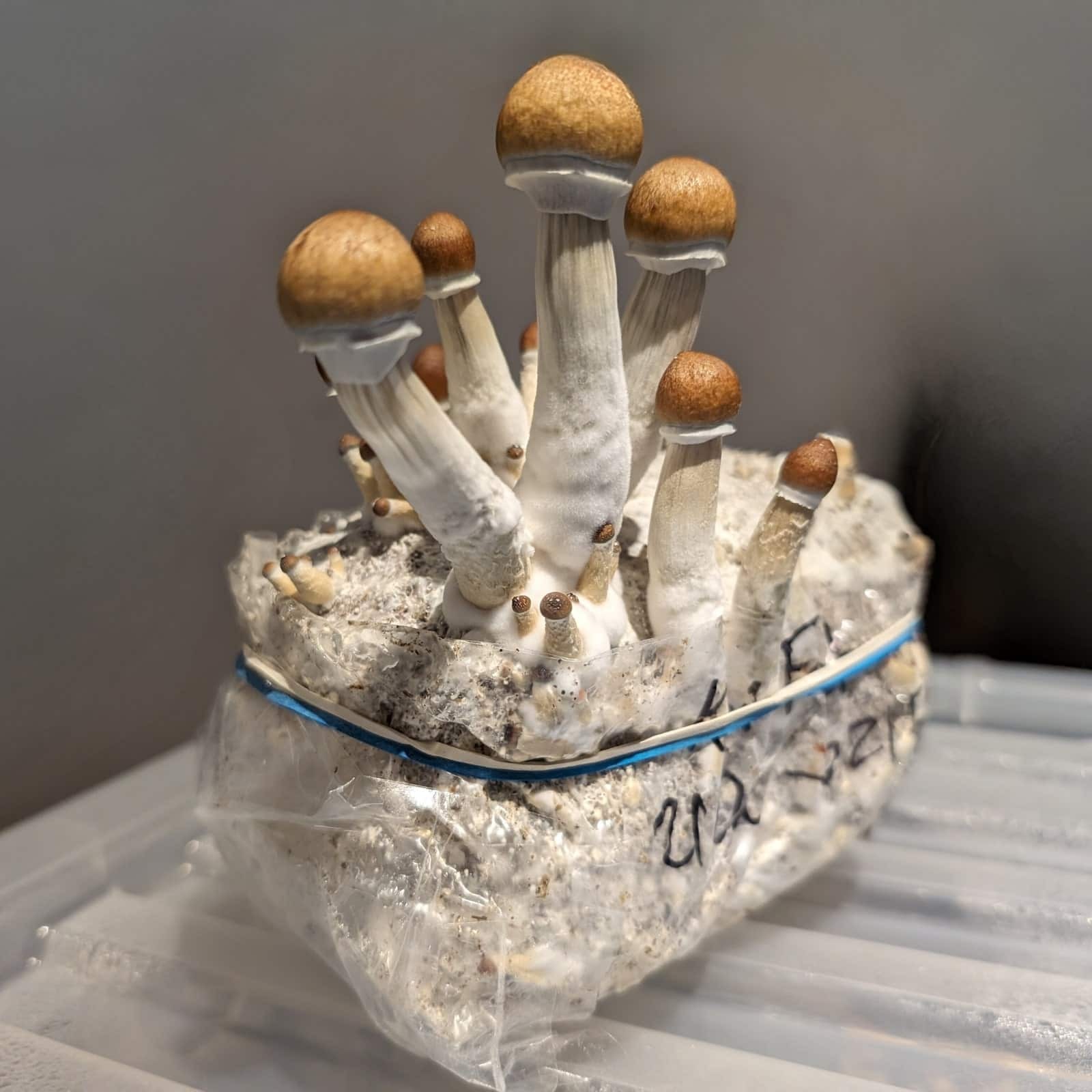Magic-Mushroom-Grow-Kit-UK-Golden-Teacher-Cube-Shroom-Cubensis-Substrate
