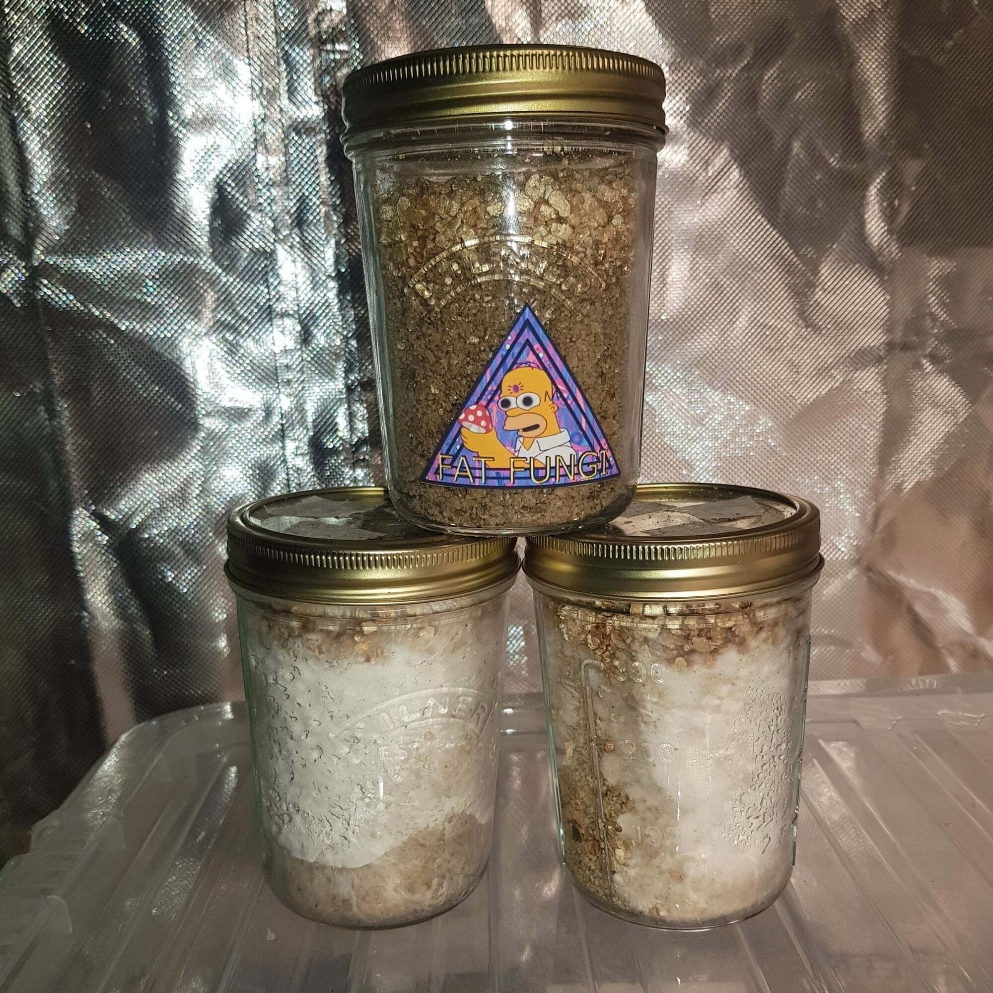 DIY PF Tek Jars Grow Your Own Mushrooms At Home Easy