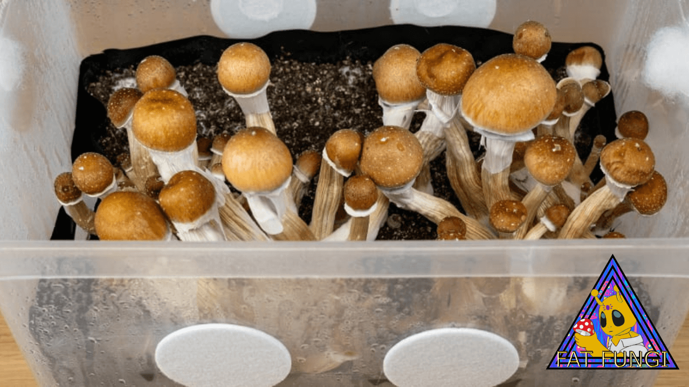 Monotub Mushroom Growing Kit Magic Mushroom At Home Microdose Golden Teacher PF Tek Pan Cyan Blue Meanie Rye Grain CVG Easy INject and Forget Fruit In Bag