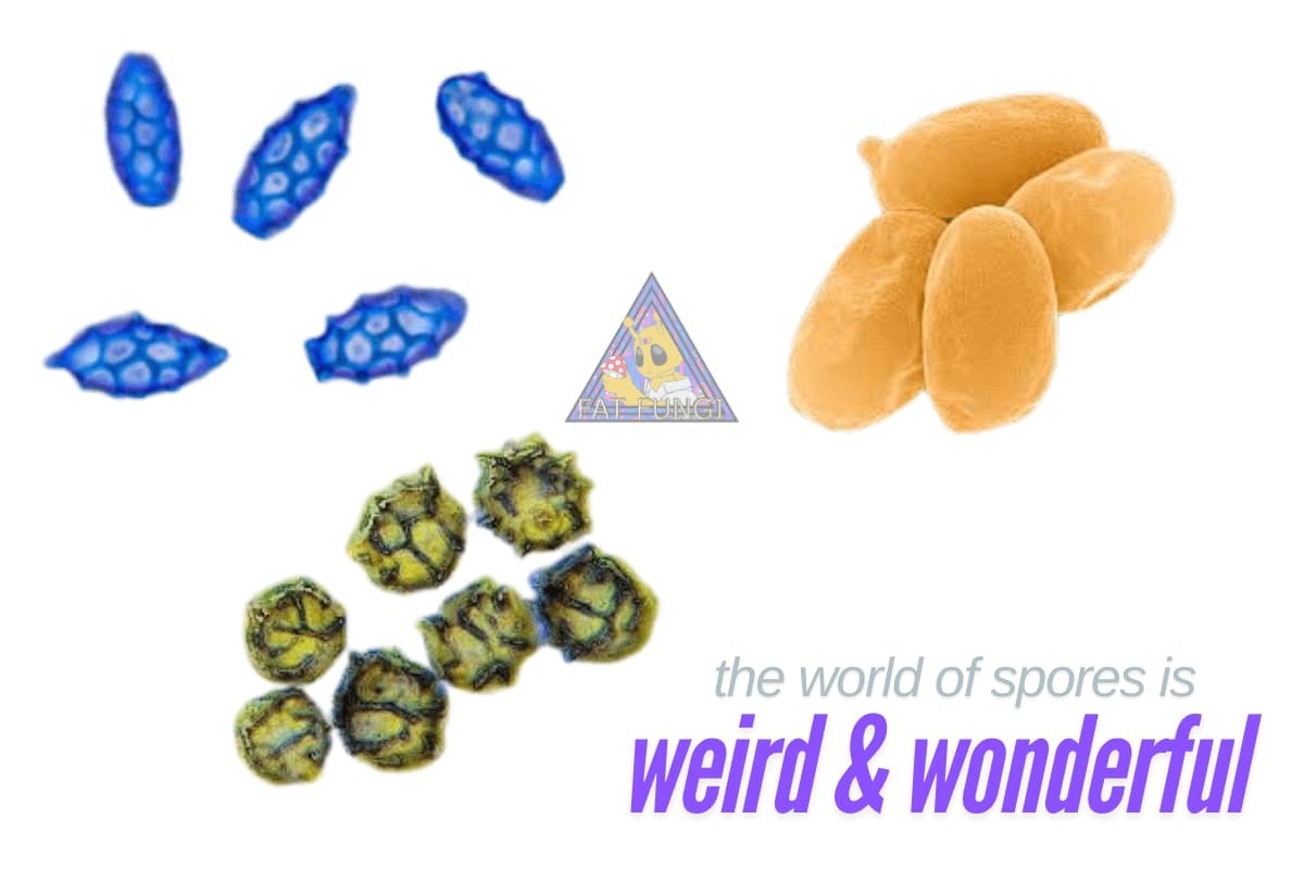 Spore Syringe Mushroom Grow Kit At Home Quick Magic Mushrooms PF Tek All In One Bag Bulk CVG Grain Spawn Rye Milo